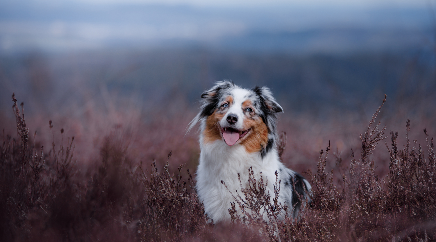 Cannabinoids for your pets