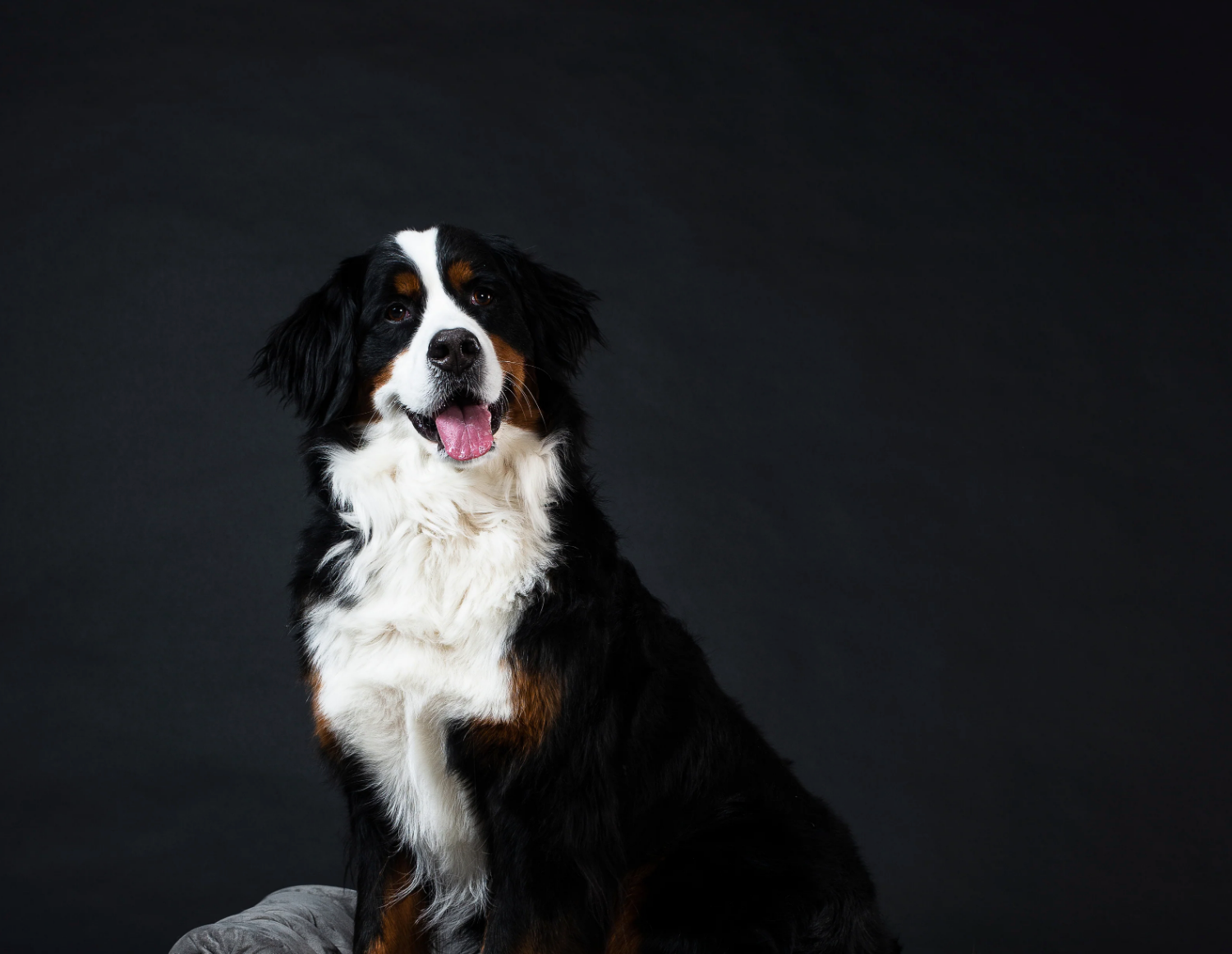 Understanding How Cannabidiol Can Enhance Pet Wellness