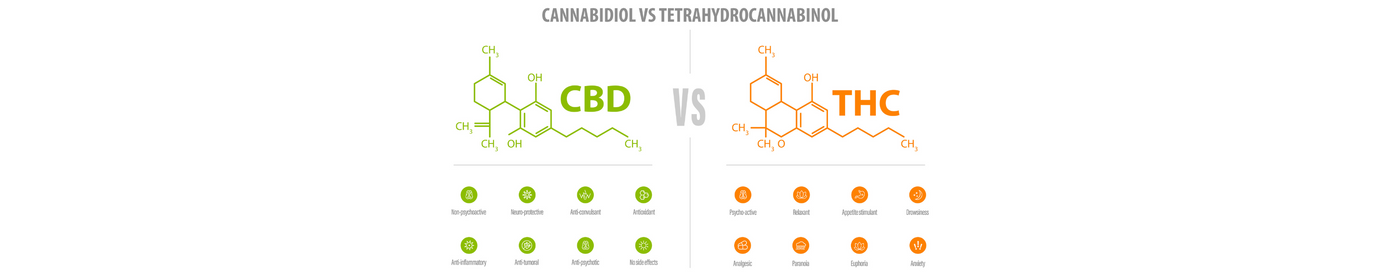 CBD vs THC