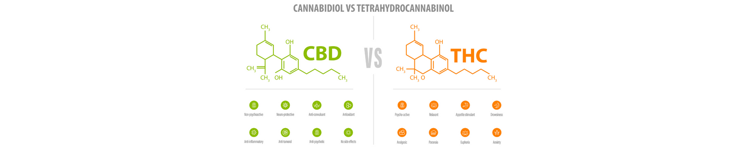 CBD vs THC