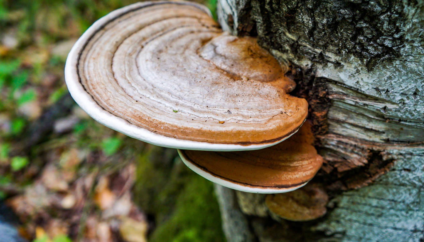 Exploring the Ancient Roots and Modern Appeal of Chaga Mushroom